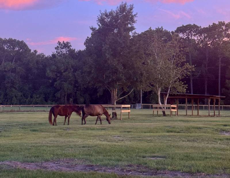 Evening on the property